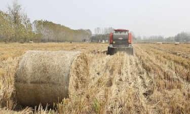 水稻打捆的具体方法和注意事项
