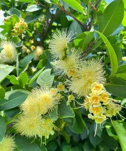 莲雾几月份开花结果