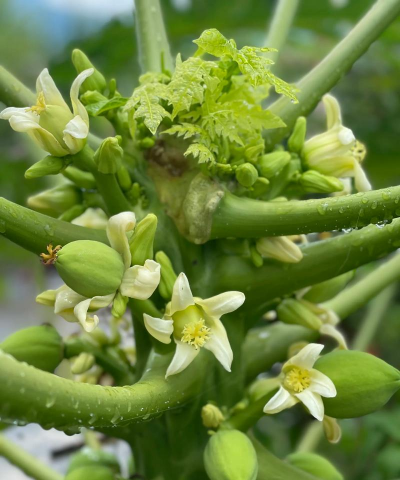 小众送妈妈的花有哪些花