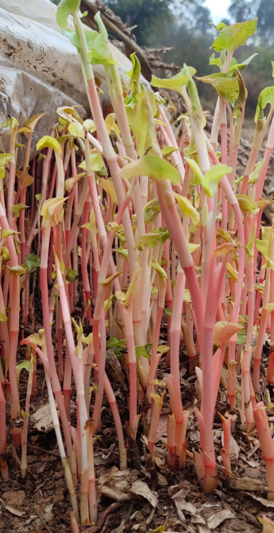 小众送妈妈的花有哪些花