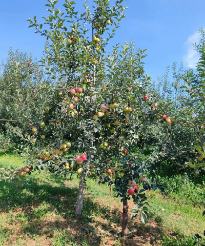 小众送妈妈的花有哪些花