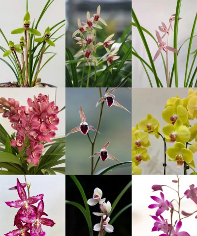 小众送妈妈的花有哪些花