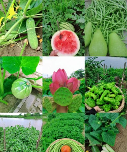 小众送妈妈的花有哪些花