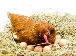 小众送妈妈的花有哪些花