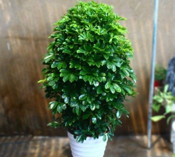 小众送妈妈的花有哪些花