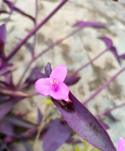 小众送妈妈的花有哪些花