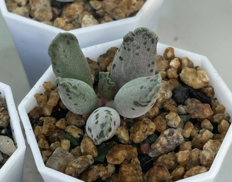 小众送妈妈的花有哪些花