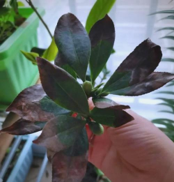 小众送妈妈的花有哪些花