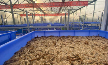 小众送妈妈的花有哪些花