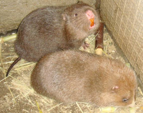 小众送妈妈的花有哪些花