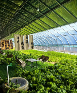 小众送妈妈的花有哪些花