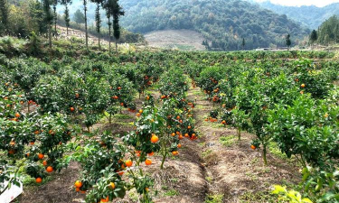 小众送妈妈的花有哪些花