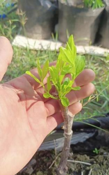 蜡封接穗保存多久