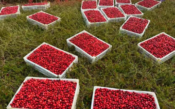 蔓越莓是长在哪里的