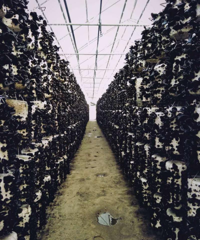 小众送妈妈的花有哪些花