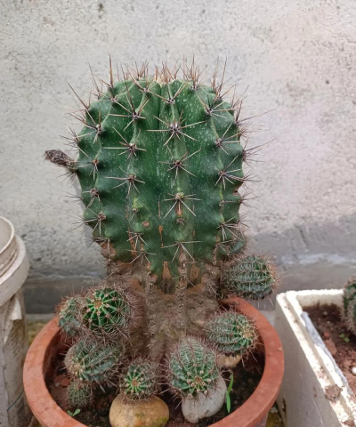 小众送妈妈的花有哪些花