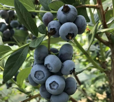 小众送妈妈的花有哪些花