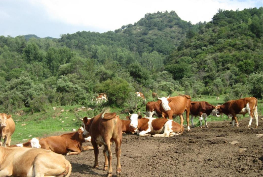 小众送妈妈的花有哪些花