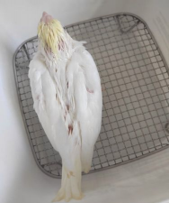 金冠百趴为什么很贵