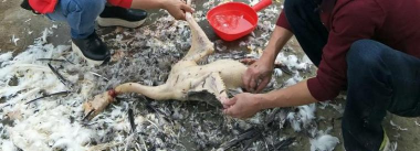 小众送妈妈的花有哪些花