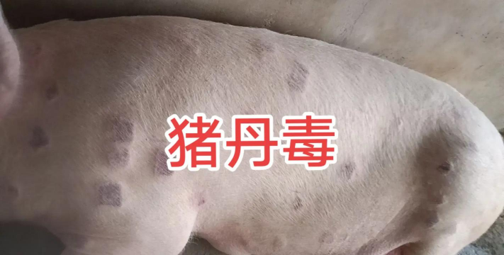小猪中毒怎么治疗