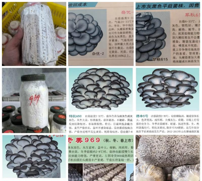 适宜秋冬季接种的平菇类型为中低温型还是中温型 适宜秋冬季接种的平菇类型为中低温型还是中温型
