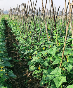 小众送妈妈的花有哪些花