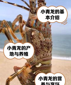 小青龙可以养在淡水里吗