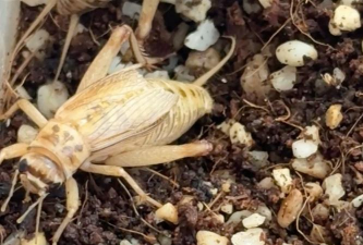 小众送妈妈的花有哪些花