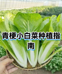 青梗小白菜种植时间和方法