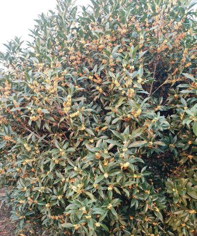 小众送妈妈的花有哪些花