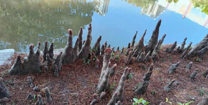 小众送妈妈的花有哪些花