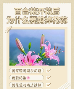 小众送妈妈的花有哪些花