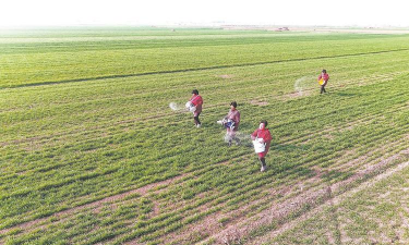 小众送妈妈的花有哪些花