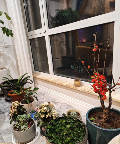 小众送妈妈的花有哪些花