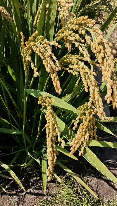 小众送妈妈的花有哪些花