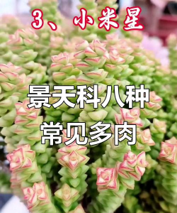 小众送妈妈的花有哪些花