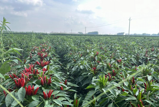 小众送妈妈的花有哪些花