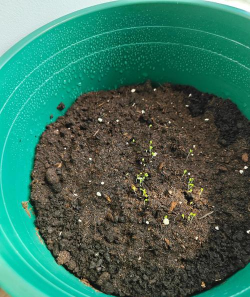 小众送妈妈的花有哪些花