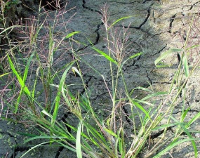 小众送妈妈的花有哪些花