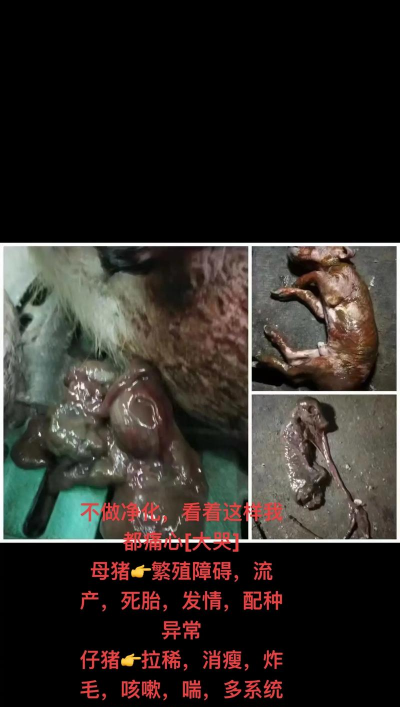 母猪蓝耳怎么净化