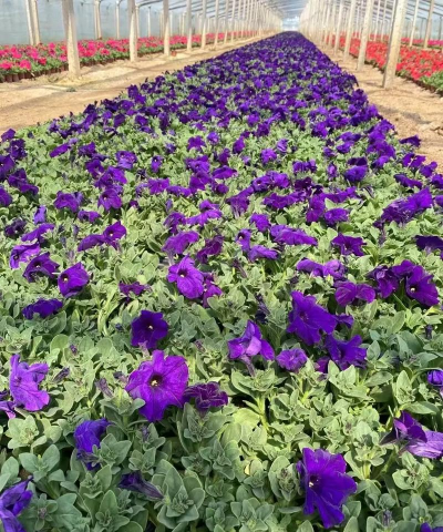 矮牵牛是一年生还是多年生