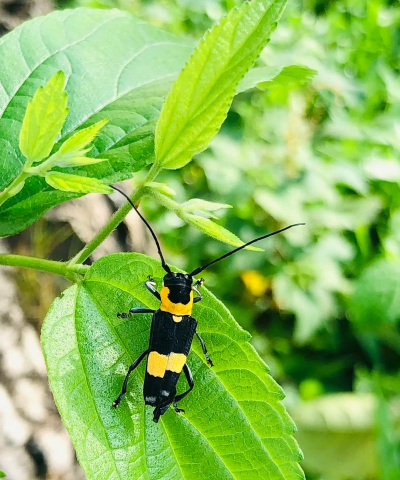 小众送妈妈的花有哪些花