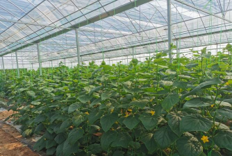 小众送妈妈的花有哪些花