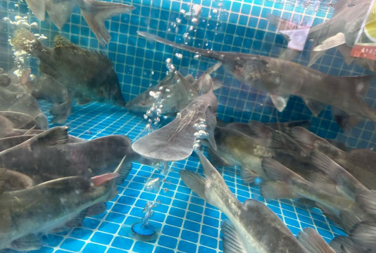 小众送妈妈的花有哪些花