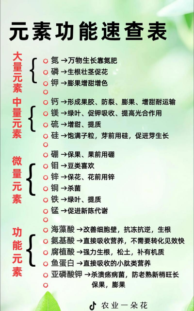 小众送妈妈的花有哪些花