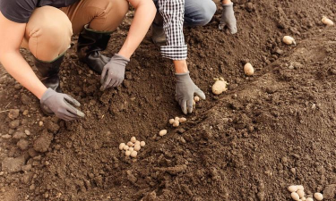 小众送妈妈的花有哪些花