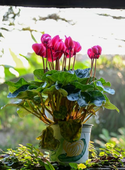 小众送妈妈的花有哪些花