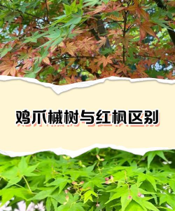 鸡爪槭和红枫的区别