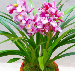 小众送妈妈的花有哪些花